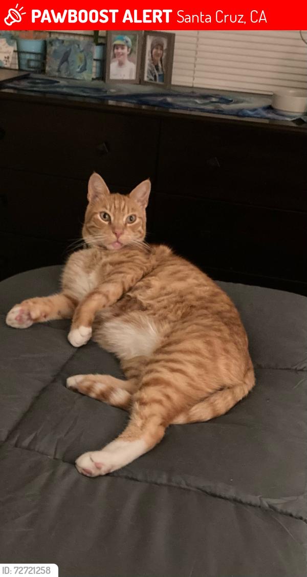 Lost Male Cat last seen Washington and New St, Santa Cruz, CA 95060