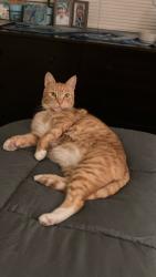 Lost Male Cat last seen Washington and New St, Santa Cruz, CA 95060