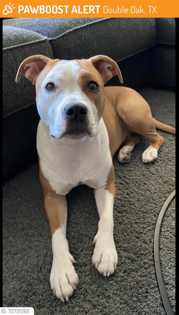 Found/Stray Female Dog last seen 122W CARRUTH LN DOUBLE OAK, TX 75077, Double Oak, TX 75077