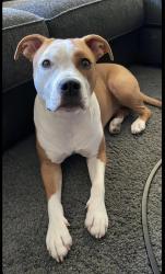 Found/Stray Female Dog last seen 122W CARRUTH LN DOUBLE OAK, TX 75077, Double Oak, TX 75077