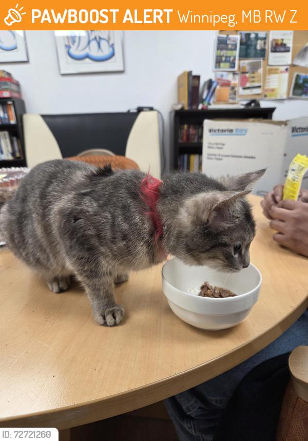 Found/Stray Female Cat last seen Dufferin Ave. McGregor st. , Winnipeg, MB R2W 2Z1