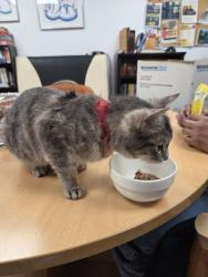 Found/Stray Female Cat last seen Dufferin Ave. McGregor st. , Winnipeg, MB R2W 2Z1