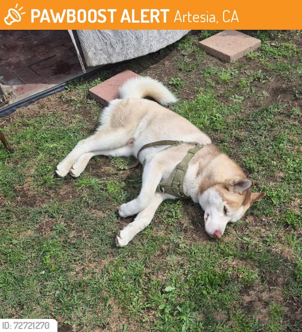 Found/Stray Unknown Dog last seen Norwalk 179th, Artesia, CA 90701