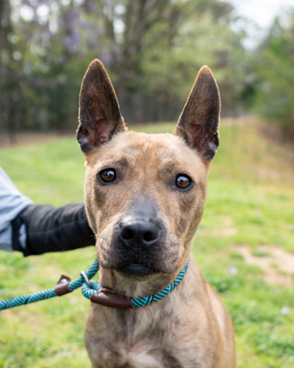 Shelter Stray Female Dog last seen Near E Ponce de Leon Ave, Decatur, GA 30030, 30030, GA, Atlanta, GA 30341