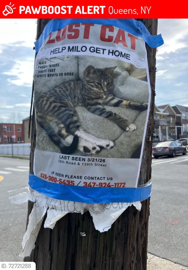 Lost Male Cat last seen 58th road & 138th street, Queens, NY 11355
