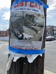 Lost Male Cat last seen 58th road & 138th street, Queens, NY 11355