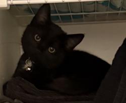Lost Female Cat last seen Highland Utah near library , Highland, UT 84003