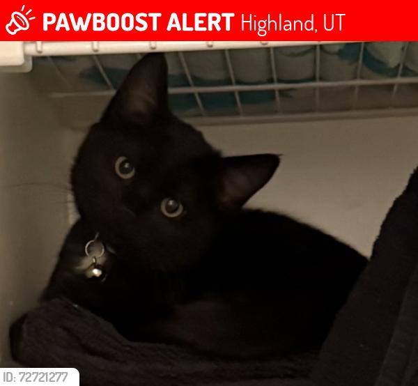 Lost Female Cat last seen Highland Utah near library , Highland, UT 84003