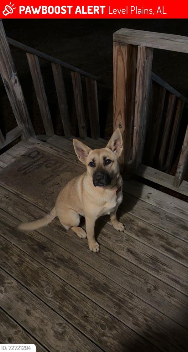 Lost Female Dog last seen highway 84, Level Plains, AL 36322