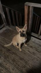 Lost Female Dog last seen highway 84, Level Plains, AL 36322