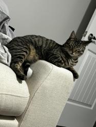 Lost Male Cat last seen Nayarit and summer wave , El Paso County, TX 79928