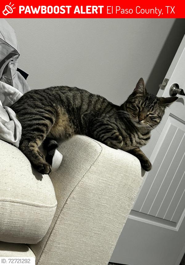 Lost Male Cat last seen Nayarit and summer wave , El Paso County, TX 79928