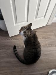 Lost Male Cat last seen San Benito and Heritage Parkway, Fontana, CA 92336