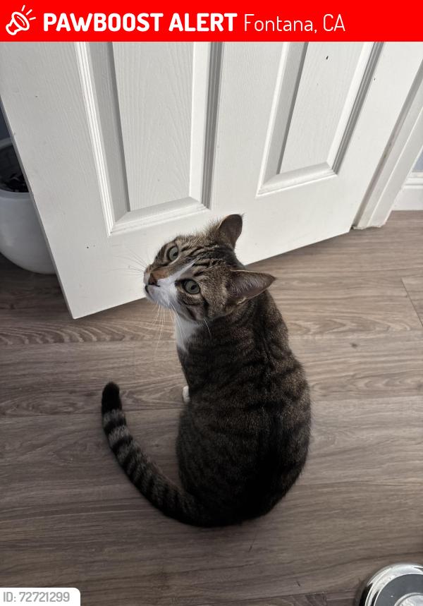 Lost Male Cat last seen San Benito and Heritage Parkway, Fontana, CA 92336