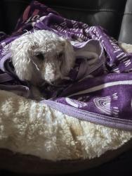 Found/Stray Female Dog last seen New leaf and wildwood glen, Las Vegas, NV 89131