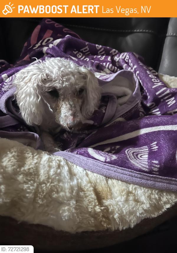 Found/Stray Female Dog last seen New leaf and wildwood glen, Las Vegas, NV 89131