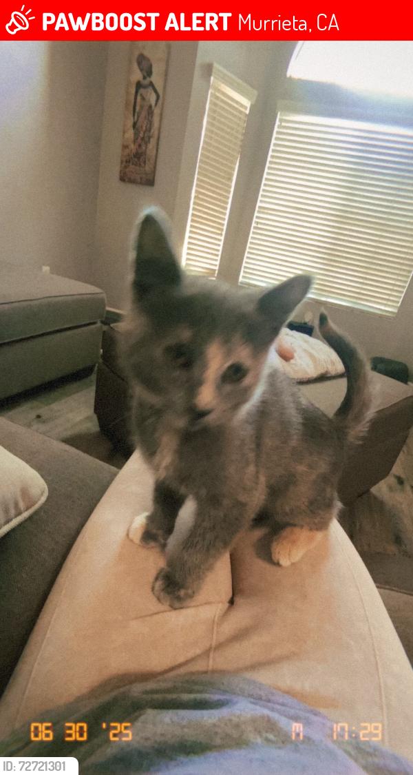 Lost Female Cat last seen Clinton Keith , Murrieta, CA 92562