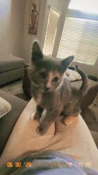 Lost Female Cat last seen Clinton Keith , Murrieta, CA 92562