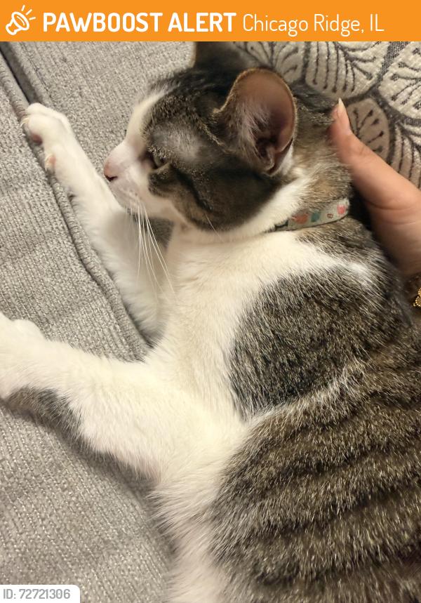 Found/Stray Female Cat last seen Chicago Ridge, Chicago Ridge, IL 60415