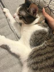 Found/Stray Female Cat last seen Chicago Ridge, Chicago Ridge, IL 60415