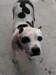 Lost Female Dog last seen Silo , Arlington, TX 76018