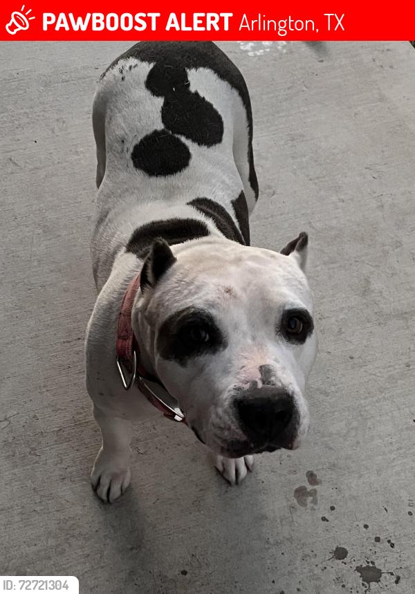 Lost Female Dog last seen Silo , Arlington, TX 76018
