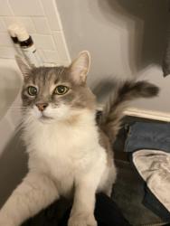 Lost Male Cat last seen Near Charlie’s Chicken, Dr, Draper, UT 84020