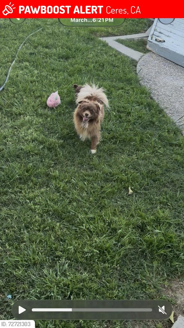 Lost Male Dog last seen Lunar Dr and Puma way, Ceres, CA 95307