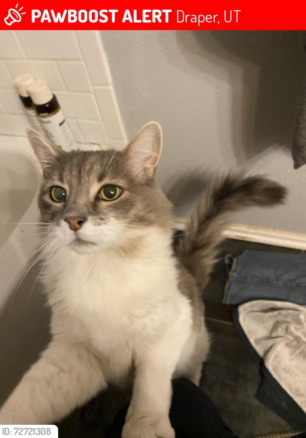 Lost Male Cat last seen Near Charlie’s Chicken, Dr, Draper, UT 84020