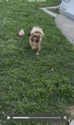Lost Male Dog last seen Lunar Dr and Puma way, Ceres, CA 95307