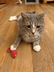 Found/Stray Male Cat last seen Fredrick & Ingleside Ave, Catonsville, MD 21228