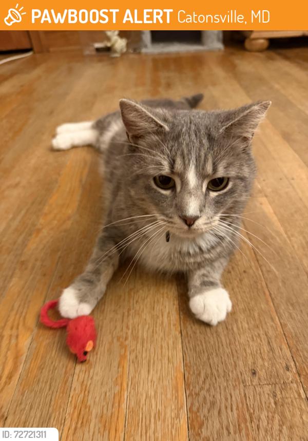 Found/Stray Male Cat last seen Fredrick & Ingleside Ave, Catonsville, MD 21228