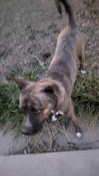 Found/Stray Female Dog last seen Alicia Sanchez International School, Lafayette, CO 80026