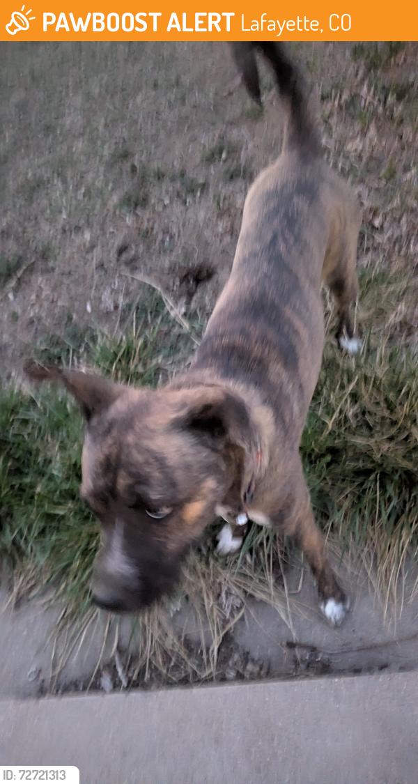 Found/Stray Female Dog last seen Alicia Sanchez International School, Lafayette, CO 80026