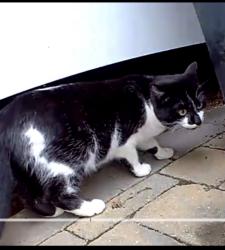 Found/Stray Female Cat last seen Beasley Court/Kingswood Drive Cary , NC, Cary, NC 27513