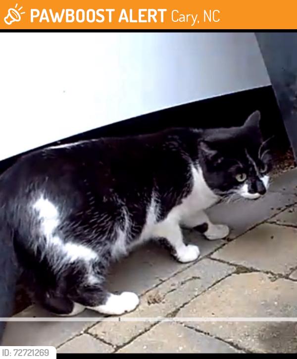 Found/Stray Female Cat last seen Beasley Court/Kingswood Drive Cary , NC, Cary, NC 27513