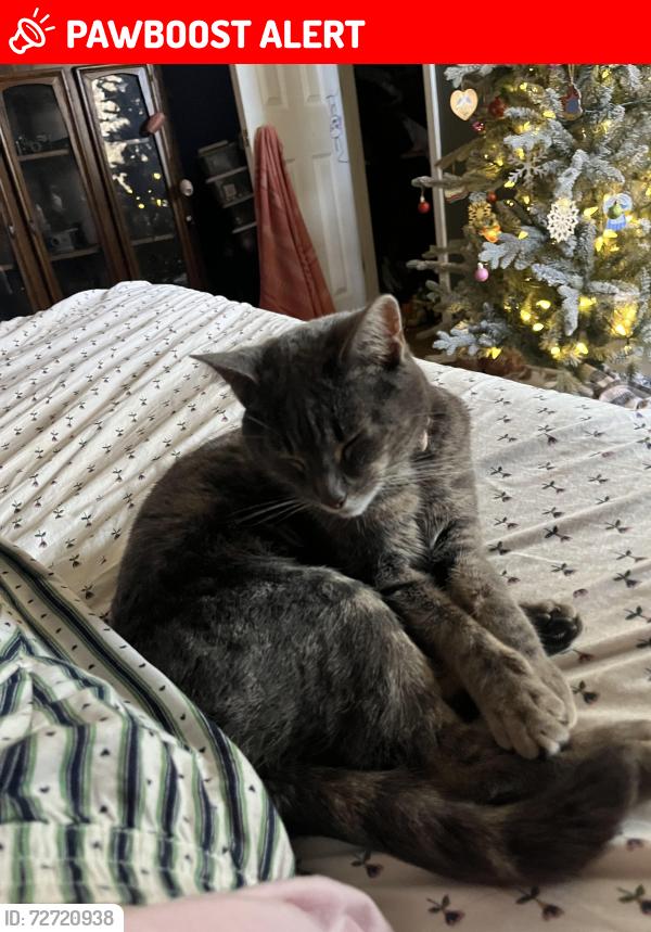 Lost Female Cat last seen Near Stallings Road and Locust Hill Road, Greenville County, SC 29687