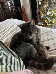 Lost Female Cat last seen Near Stallings Road and Locust Hill Road, Greenville County, SC 29687