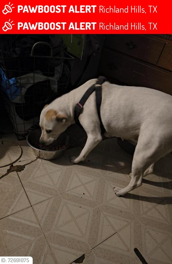 Lost Female Dog last seen Kingsbury , Richland Hills, TX 76118