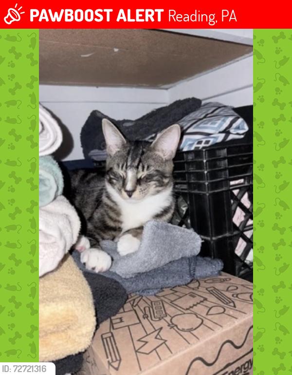 Lost Male Cat last seen Bingaman, Reading, PA 19602