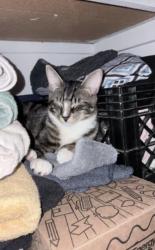 Lost Male Cat last seen Bingaman, Reading, PA 19602