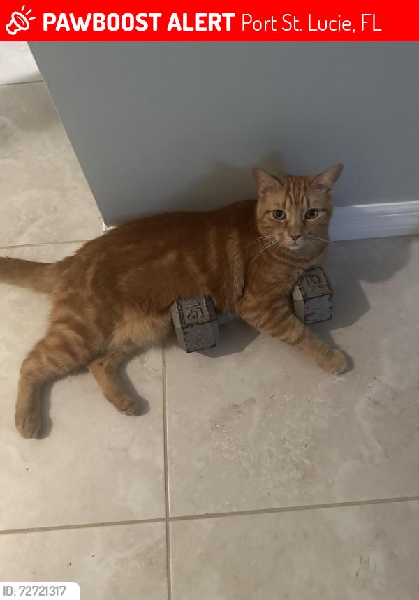 Lost Male Cat last seen Petunia and Pinero rd 34952, Port St. Lucie, FL 34952