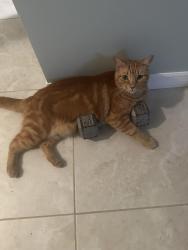 Lost Male Cat last seen Petunia and Pinero rd 34952, Port St. Lucie, FL 34952