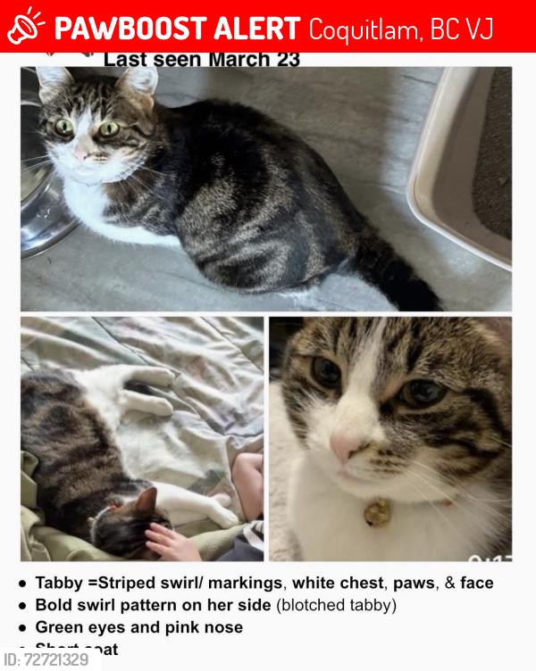 Lost Female Cat last seen Park crescent & Bellevue Ave, Coquitlam, BC V3J
