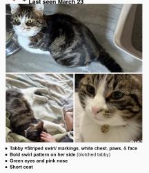 Lost Female Cat last seen Park crescent & Bellevue Ave, Coquitlam, BC V3J