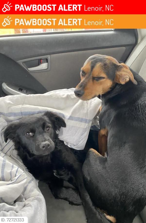 Lost Female Dog last seen Near Morningstar church road lenoir n.c, Lenoir, NC 28645