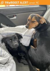 Lost Female Dog last seen Near Morningstar church road lenoir n.c, Lenoir, NC 28645