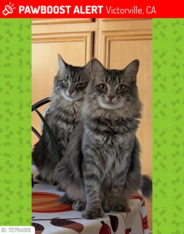 Lost Female Cat last seen Mojave Dr and Hook Blvd, Victorville, CA 92394
