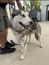 Found/Stray Female Dog last seen 9000th and Grizzly Way, West Jordan, UT 84081