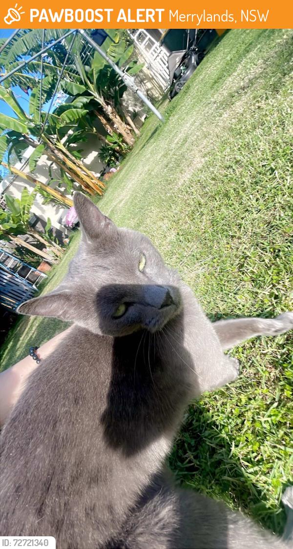 Found/Stray Female Cat last seen Near merrylands, Merrylands, NSW 2160